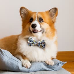 Amigo Pet Bow Tie - image 1