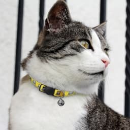 Amigo Cat Collar - image 5